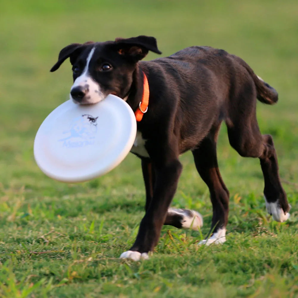 Disco Volador para Perros Petssmile™