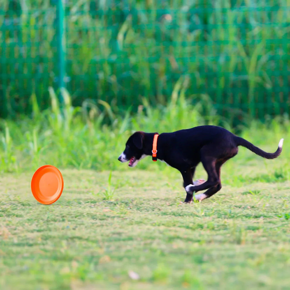Disco Volador para Perros Petssmile™